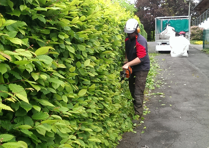 Beschnitt einer Hecke