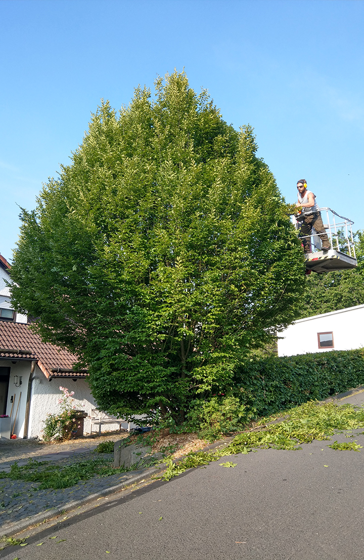 Beschnitt einer Hecke