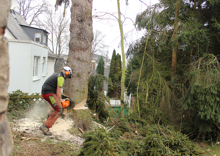 Baum wird gefällt
