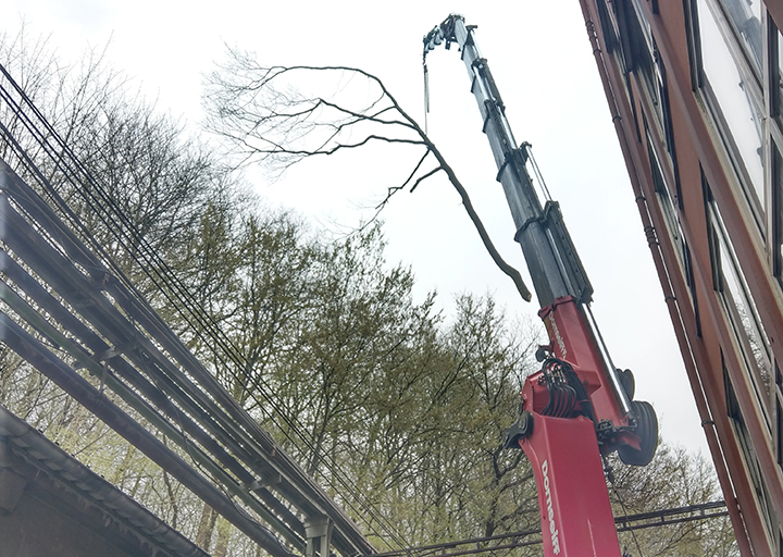 Baumfällung mit Kran