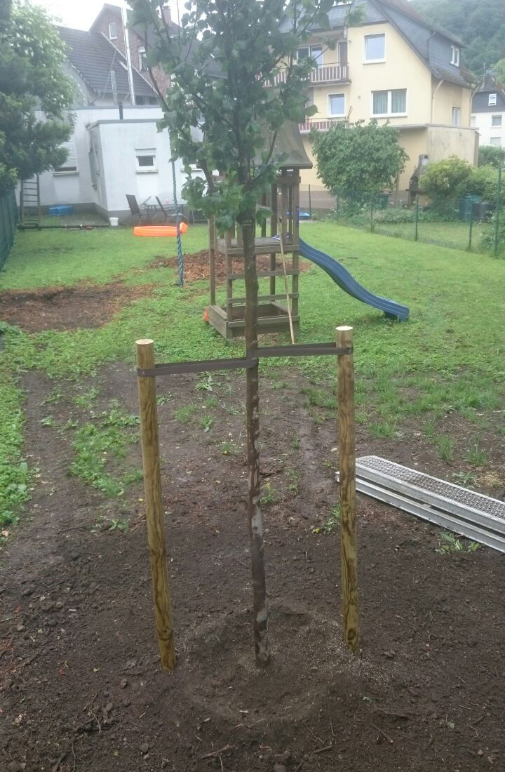 Baum wird gepflanzt