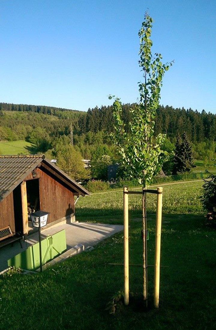 Baum wird gepflanzt