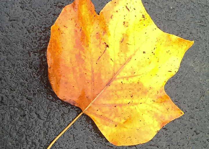 Laub