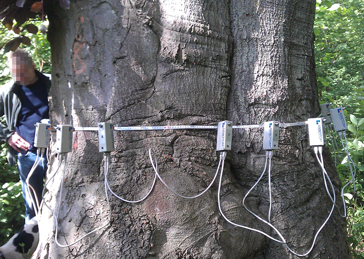 Baumstamm Messung