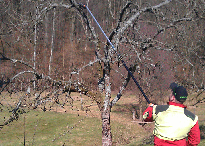 Obstbaum wird beschnitten