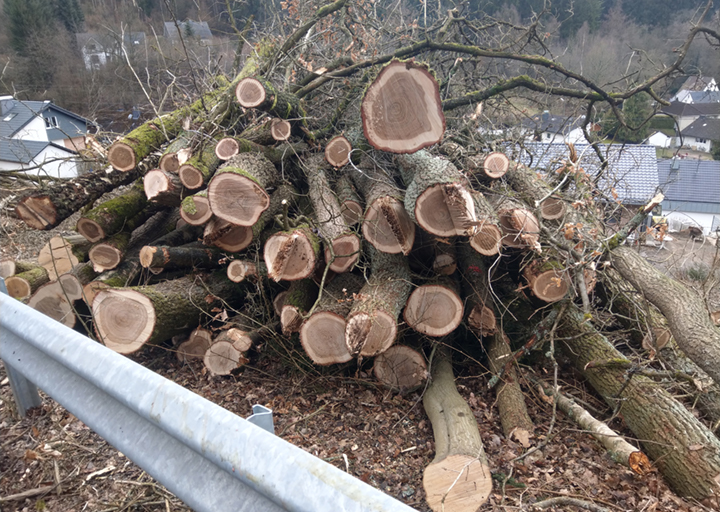 Gestalpelte Baumstämme