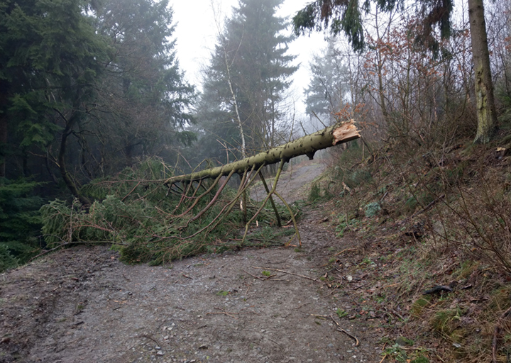 Abgebrochenener Baum